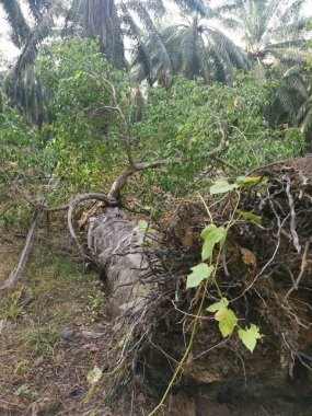 sökülmüş palmiye ağacından filizlenen vahşi filizler..