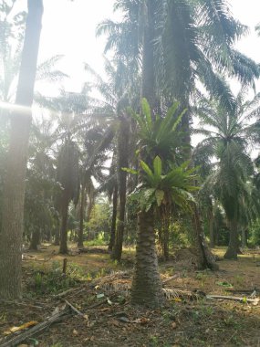 Palmiyelerden filizlenen kuş yuvası eğreltiotu
