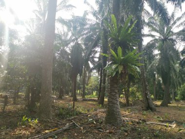 Palmiyelerden filizlenen kuş yuvası eğreltiotu