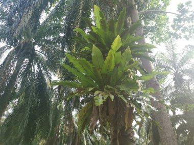 Palmiyelerden filizlenen kuş yuvası eğreltiotu