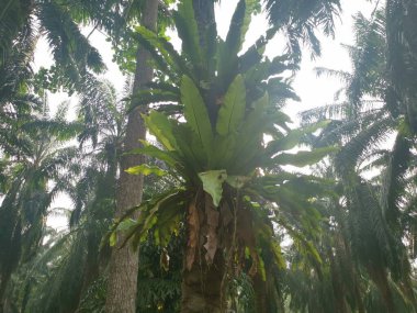 Palmiyelerden filizlenen kuş yuvası eğreltiotu