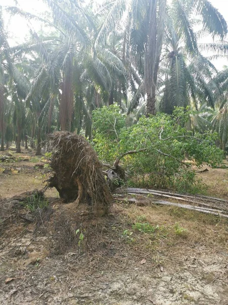 Dziki Ficus Microcarpa Wyrastający Wykorzenionej Palmy — Zdjęcie stockowe