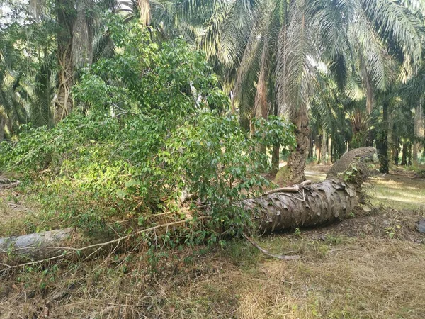 Dziki Ficus Microcarpa Wyrastający Wykorzenionej Palmy — Zdjęcie stockowe