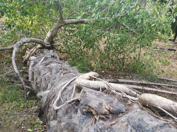 뿌리가 야자나무에서 돋아나는 피쿠스 마이크로 — 스톡 사진