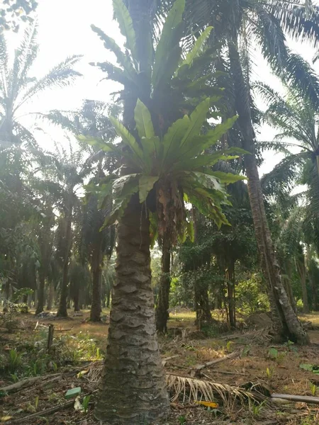 Palmiyelerden Filizlenen Kuş Yuvası Eğreltiotu — Stok fotoğraf