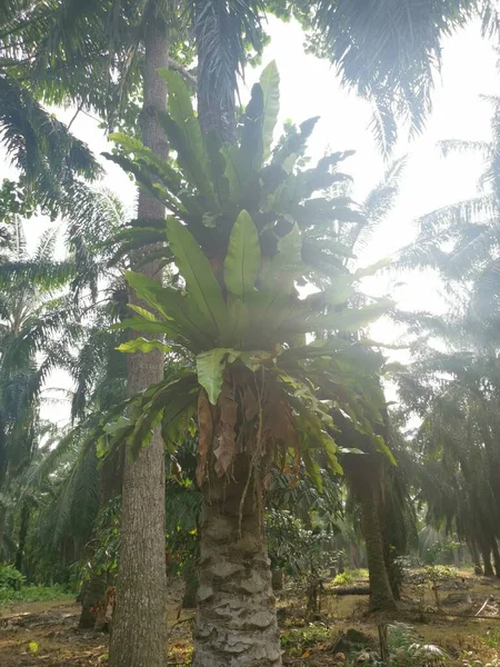 Bird Nest Ferns Sprouting Out Palm Tree — Stock Photo, Image