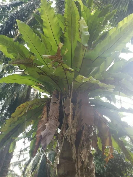 Palmiyelerden Filizlenen Kuş Yuvası Eğreltiotu — Stok fotoğraf