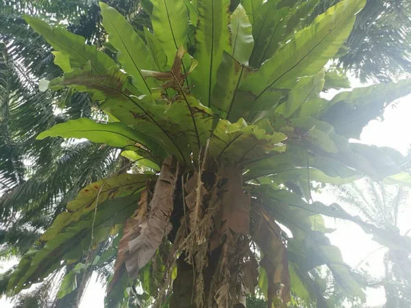 Palmiyelerden Filizlenen Kuş Yuvası Eğreltiotu — Stok fotoğraf