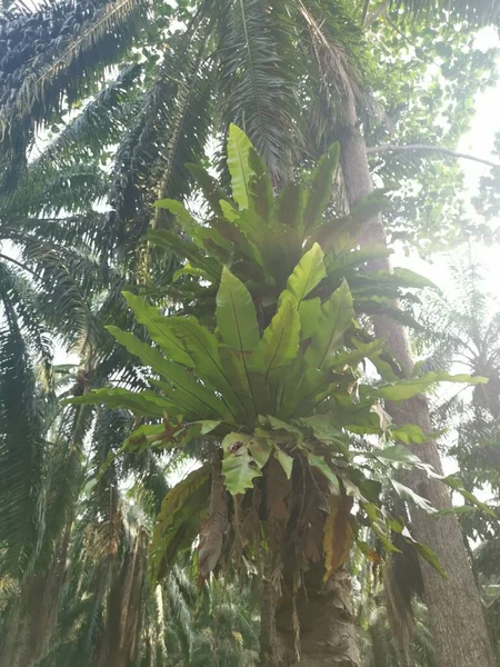 Vogelnestvarens Die Uit Palmboom Komen — Stockfoto