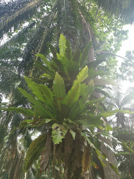 Bird Nest Ferns Sprouting Out Palm Tree — Stock Photo, Image