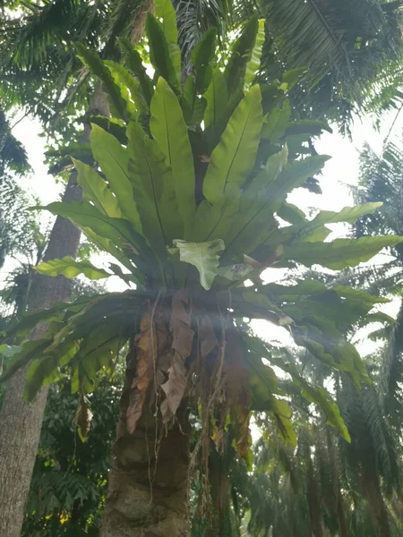 鸟巢蕨类从棕榈树上发芽 — 图库照片