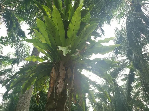 Bird Nest Ferns Sprouting Out Palm Tree — Stock Photo, Image