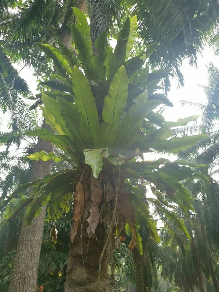 Bird Nest Ferns Sprouting Out Palm Tree — Stock Photo, Image