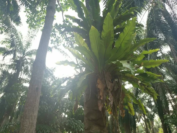 Helechos Nido Pájaro Brotando Palmera — Foto de Stock