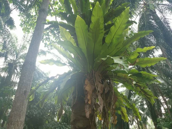 Bird Nest Ferns Sprouting Out Palm Tree — Stock Photo, Image