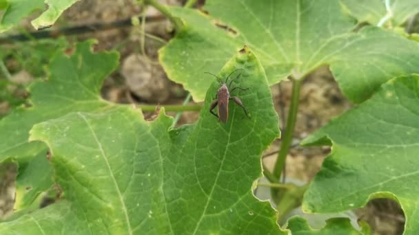 Coreid Punaise Pattes Feuilles Reposant Sur Les Feuilles Vertes — Video