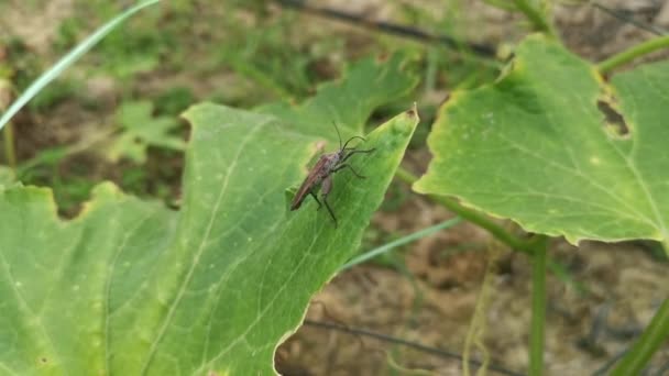 Coreid Punaise Pattes Feuilles Reposant Sur Les Feuilles Vertes — Video