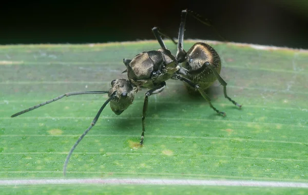 黑色的多边形蚂蚁栖息在草叶上 — 图库照片