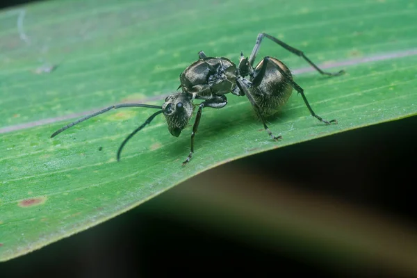 Black Polyrhachis Ant Resting Blade Grass — Stock Photo, Image