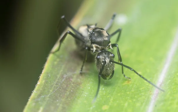 Μαύρο Μυρμήγκι Polyrhachis Στηρίζεται Στη Λεπίδα Του Χόρτου — Φωτογραφία Αρχείου