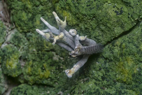 マウンドの丘から成長したキャンドルスヌフ菌 — ストック写真