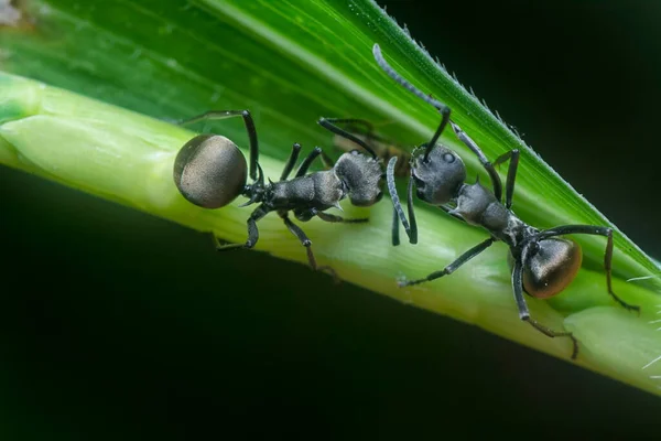 Preto Polyrhachis Formiga Descansando Sobre Lâmina Grama — Fotografia de Stock