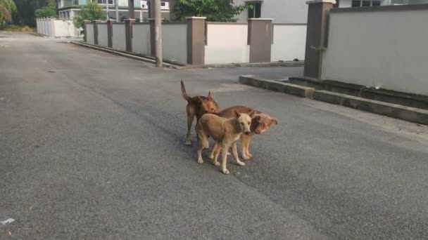 野良犬のカップルが通りで遊んでいます — ストック動画