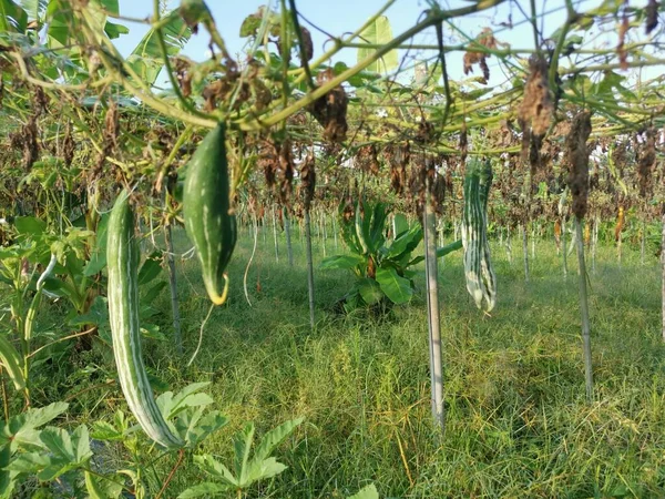 Frutos Cabaça Cobra Maduros Pendurados Nele Caule — Fotografia de Stock