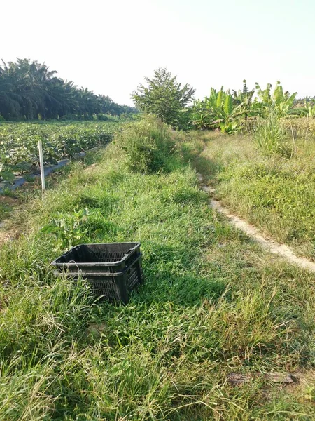 Ovoce Zelenina Hdpe Plastová Bedna Farmě — Stock fotografie