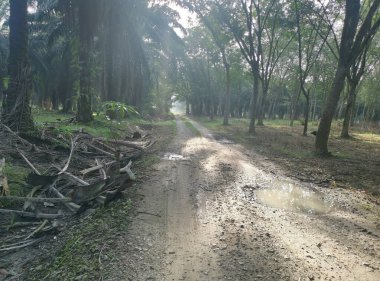 Kırsal yolun etrafındaki sabah manzarası.