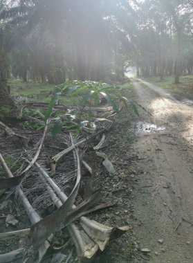 Kırsal yolun etrafındaki sabah manzarası.