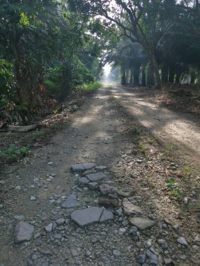 Kırsal yolun etrafındaki sabah manzarası.