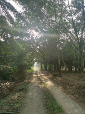 Kırsal yolun etrafındaki sabah manzarası.