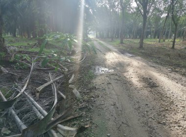 Kırsal yolun etrafındaki sabah manzarası.