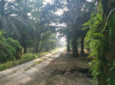 Kırsal yolun etrafındaki sabah manzarası.