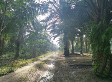 Kırsal yolun etrafındaki sabah manzarası.