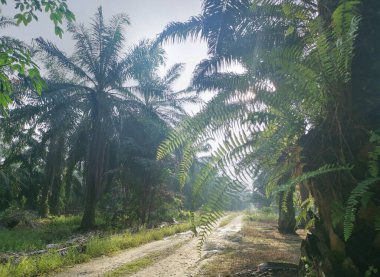 Kırsal yolun etrafındaki sabah manzarası.