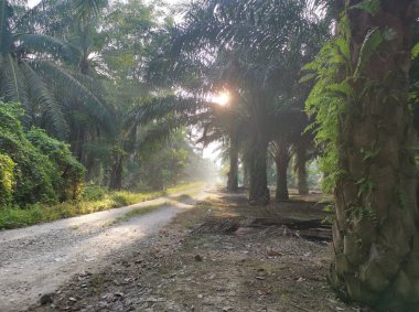 Kırsal yolun etrafındaki sabah manzarası.