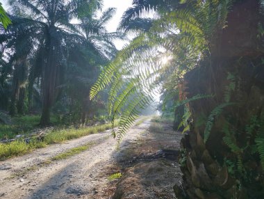 Kırsal yolun etrafındaki sabah manzarası.