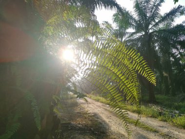Kırsal yolun etrafındaki sabah manzarası.