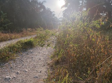 Kırsal yolun etrafındaki sabah manzarası.