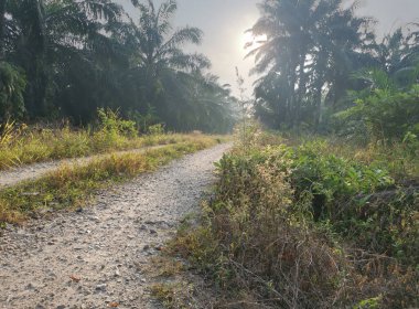Kırsal yolun etrafındaki sabah manzarası.