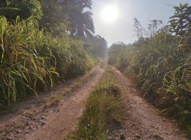 Kırsal yolun etrafındaki sabah manzarası.