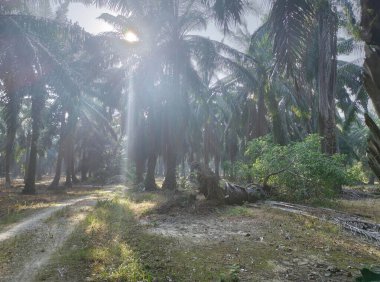 Kırsal yolun etrafındaki sabah manzarası.