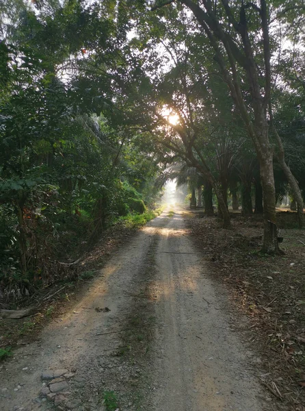 Ранним Утром Пейзаж Вокруг Сельской Тропы — стоковое фото