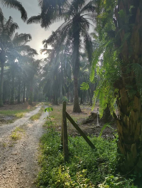 Vroeg Ochtend Landschap Rond Het Landelijke Pad — Stockfoto