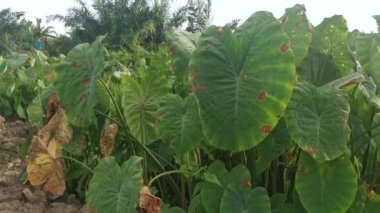 Taro bitki örtüsü çevresindeki manzara