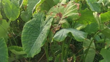 Taro bitki örtüsü çevresindeki manzara