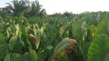 Taro bitki örtüsü çevresindeki manzara