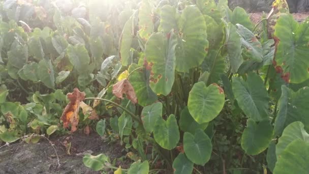 Paisaje Alrededor Tierra Vegetación Del Taro — Vídeo de stock